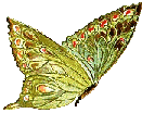 Motylki - motyle67.gif